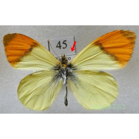 Anthocharis belia (Linnaeus, 1767) Morocco45